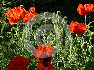 A field full of beautiful orange poppies !