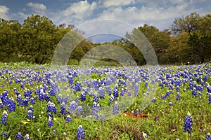 Field full of Bluebonnets in the Texas Hill Countryf