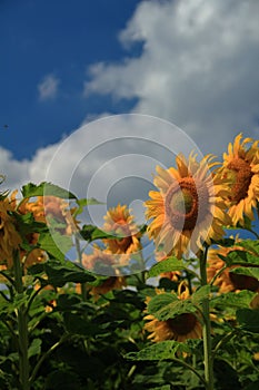 Field full of bright yellow sunflowers with green leaves on a sunny day