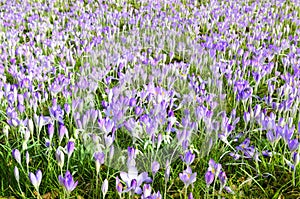 Field full of croci 2