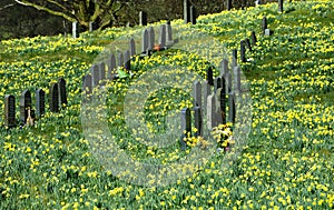 Field full of daffodils