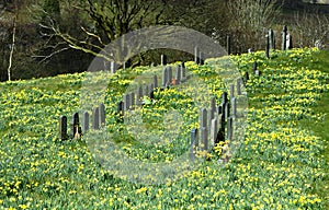 Field full of daffodils
