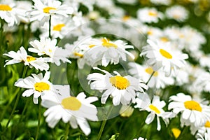 A field full of daisies, with green leaves