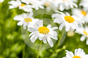 A field full of daisies, with green leaves