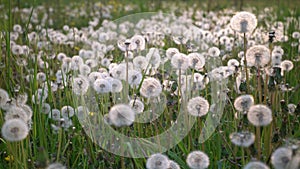 A field full of dandelions at sundown