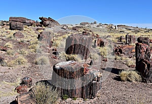 Field Full of Fallen Petrified Logs in Arizona