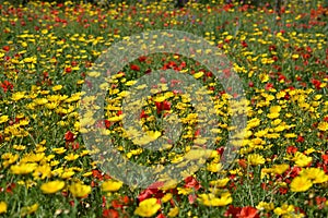 Field full of flowers (Malta) photo