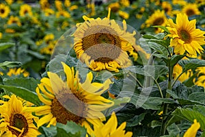 A field full of happy sunflowers.