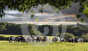 Field full of horses and ponys at Lydiard Park Swindon