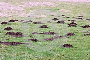 Field full of mole hills