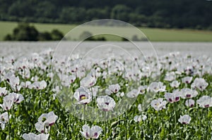 Field full of Opium Poppy plants(Papaver somniferu