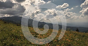 Field full of orange flowers in the mountains, summer mountain landscape