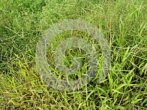 Field full of the Paspalum notatum weed grasses.