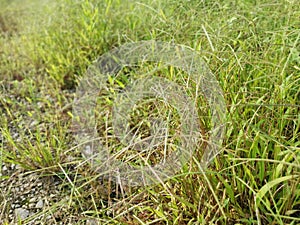 Field full of the Paspalum notatum weed grasses.