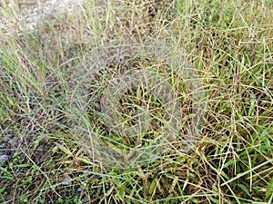 Field full of the Paspalum notatum weed grasses.