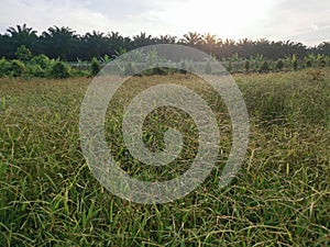 Field full of the Paspalum notatum weed grasses.