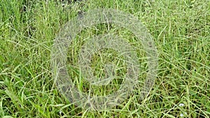 Field full of the Paspalum notatum weed grasses.