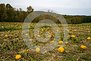 Field Full of Pumpkins