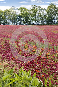 field full of red clovers