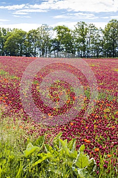 field full of red clovers