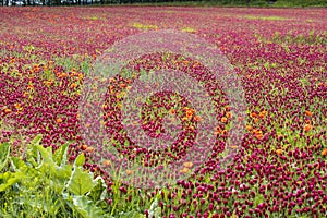field full of red clovers