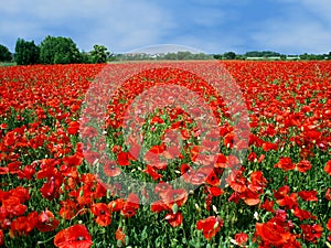 Field full of red poppies