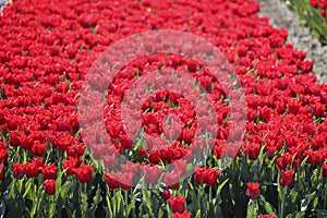 field full of red tulips on the flower bulb field on Island Goeree-Overflakkee