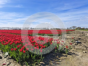 field full of red tulips on the flower bulb field on Island Goeree-Overflakkee