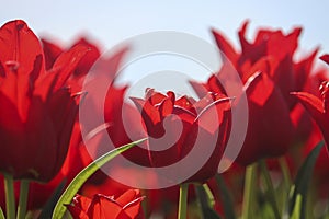 field full of red tulips on the flower bulb field on Island Goeree-Overflakkee