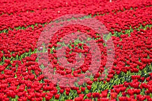 field full of red tulips on the flower bulb field on Island Goeree-Overflakkee