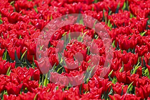 field full of red tulips on the flower bulb field on Island Goeree-Overflakkee