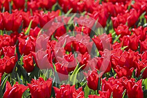 field full of red tulips on the flower bulb field on Island Goeree-Overflakkee