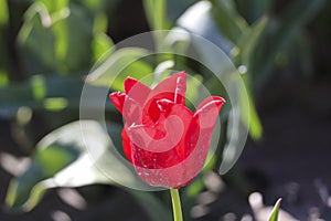 field full of red tulips on the flower bulb field on Island Goeree-Overflakkee