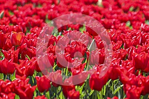 field full of red tulips on the flower bulb field on Island Goeree-Overflakkee