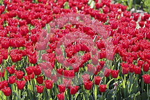 field full of red tulips on the flower bulb field on Island Goeree-Overflakkee