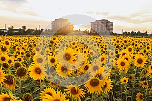 Field full of sunflowers over cloudy blue sky and bright sun lights. Evening sun rays autumn landscape