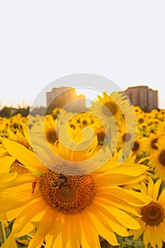 Field full of sunflowers over cloudy blue sky and bright sun lights. Vertical photo. Evening sun rays autumn landscape