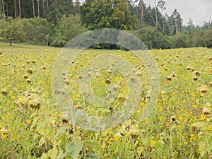 Field full of sunflowers which wither