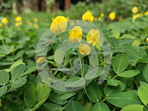 Field full of tiny Arachis pintoi flower.