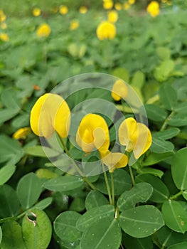 Field full of tiny Arachis pintoi flower.