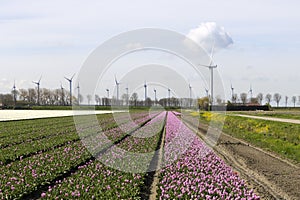 field full of tulips on the flower bulb field on Island Goeree-Overflakkee