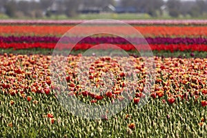field full of tulips on the flower bulb field on Island Goeree-Overflakkee