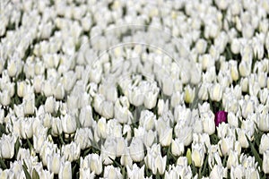 field full of White tulips on the flower bulb field on Island Goeree-Overflakkee