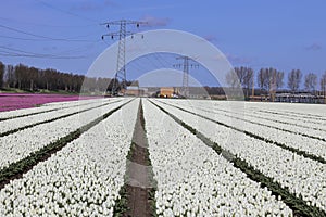 field full of White tulips on the flower bulb field on Island Goeree-Overflakkee