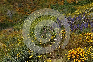 Field Full of Wildflowers Near Hemet photo