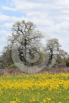 Field full of Yellow Flowers in East Texas