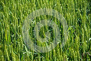 Field fully covered with green wheat - background concept