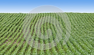 Field Furrows with Green Plants