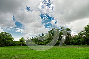 Field in the garden