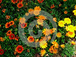 A field of Gazania flowers blooming